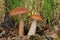 Leccinum aurantiacum, commonly called red capped scaber stalk fungus