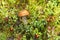 Leccinum aurantiacum, edible red boletus mushroom growing next to blueberries, lingonberries in autumn forest on sunny day