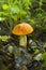 `Leccinum aurantiacum`first summer mushrooms aspen mushrooms