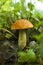 `Leccinum aurantiacum`first summer mushrooms aspen mushrooms