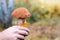 Leccinum aurantiacum mushroom  boletus. Male mushroom picker hands hold edible red-footed mushroom.