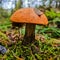 Leccinum aurantiacum, mushrooms in autumn forest: boletus krasnogolovik, edible