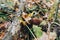 Leccinum aurantiacum mushrooms in autumn leaves and grass in  sunny woods. Picking mushrooms in forest. Leccinum with fall leaves