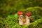 Leccinum aurantiacum or rough-stemmed bolete mushroom. Wild mushroom growing in the forest, Ukraine