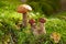 Leccinum aurantiacum or rough-stemmed bolete mushroom. Wild mushroom growing in the forest, Ukraine