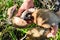 Leccinum grow on the grass in the birches, the harvest of mushrooms.