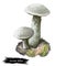 Leccinum Holopus mushroom digital art illustration. Ghost bolete plant growing in grass, plant ingredient ripe edible food fungus