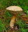 Leccinum holopus white birch bolete mushroom