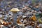 Leccinum mushroom in foliage