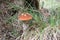 Leccinum mushroom grow in grass