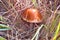 Leccinum scabrum