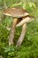 Leccinum scabrum