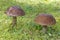 Leccinum scabrum - Brown Birch Bolete