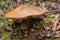 Leccinum scabrum. Common boletus with a large hat in the forest.