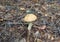 Leccinum scabrum, commonly known as the rough-stemmed bolete, scaber stalk, and birch bolete. Mushroom photo, forest photo