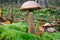 Leccinum scabrum mushroom