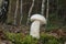 Leccinum scabrum mushroom