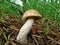 Leccinum scabrum mushroom in the forest