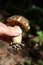 Leccinum scrabum commonly Brown Birch Bolete Mushroom, edible, very tasty, in the wood, macro photography