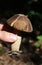Leccinum scrabum commonly Brown Birch Bolete Mushroom, edible, very tasty, in the wood, macro photography