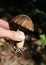 Leccinum scrabum commonly Brown Birch Bolete Mushroom, edible, very tasty, in the wood, macro photography