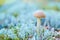 Leccinum versipelle little mushroom in moss lichen Cladonia rangiferina. Beautiful orange birch bolete in autumn forest