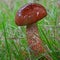 Leccinum vulpinum mushroom