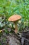 Leccinum vulpinum, or Red-Capped Bolete, growing in the forest.