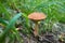 Leccinum vulpinum, or Red-Capped Bolete, growing in the forest.