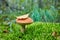 Leccinum vulpinum, or Red-Capped Bolete, growing in the forest.