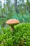 Leccinum vulpinum, or Red-Capped Bolete, growing in the forest.