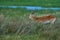 Lechwe in the grass, Okavango delta in Botswana, Africa. Wildlife nature. Red lechwe, Kobus leche, big antelope found in wetlands
