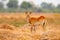 Lechwe, Kobus leche, antelope in the golden grass wetlands with water. Lechve running in the river water, Okavango delta, Botswana