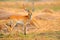 Lechwe, Kobus leche, antelope in the golden grass wetlands with water. Lechve running in the river water, Okavango delta, Botswana