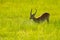 Lechwe, Kobus leche, antelope in the green grass wetlands with water. Lechve running in the river water, Okavango delta, Botswanav