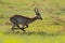 Lechwe, Kobus leche, antelope in the green grass wetlands with water. Lechve running in the river water, Okavango delta, Botswanav