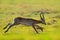 Lechwe, Kobus leche, antelope in the green grass wetlands with water. Lechve running in the river water, Okavango delta, Botswanav