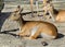 Lechwe waterbuck 1