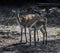 Lechwe waterbuck couple in the enclosure 1