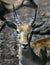 Lechwe waterbuck`s head 1