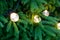 LED bulbs with warm light on a new year spruce tree, christmas decoration concept