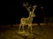 led deer Christmas illumination