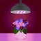 Led full spectrum grow light ultraviolet lamp bulb, lighting potted house plant pancy flower. Vector illustration of special led