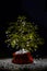 With LED illuminated Christmas tree - decoration