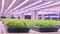 Led plant growth lamp vertical farm Vertical agriculture indoor farm
