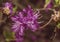 Ledum. the entire hive is littered with flowers of bright purple color.