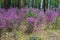 Ledum. The fabulous beauty of our spring forests and hills. The first spring flowers on the forest edge.