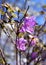 Ledum. herb Wild rosemary flora background