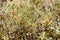 Ledum labrador plant grows in the marsh, branches of marsh marsh