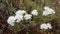Ledum palustre. Marsh tea blooms in the Yamal tundra